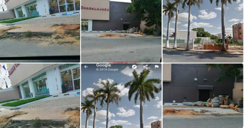 Vecinos indignados por tala de enormes palmeras por parte de Farmacias Guadalajara / Llegó a Mérida con su práctica depredadora