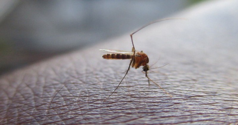 30 municipios ya presentan primeros casos de dengue en Yucatán / Emergencia epidemiológica en Quintana Roo / Jalisco a la cabeza en el país