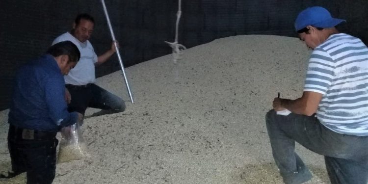 Gobierno federal puso en marcha el Programa Federal “Precios de Garantía” en Campeche con el que busca beneficiar a pequeños productores agrícolas, según se afirma