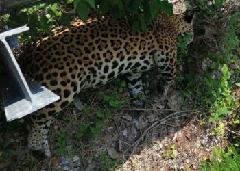 Un jaguar adulto fue atropellado en la carretera federal en la reserva de la biósfera de Calakmul, en Campeche