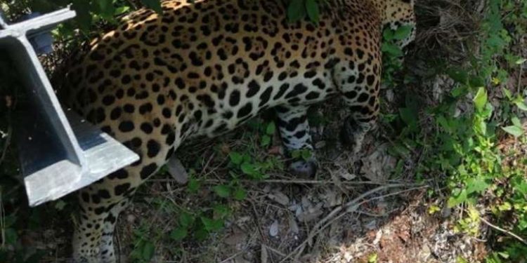 Un jaguar adulto fue atropellado en la carretera federal en la reserva de la biósfera de Calakmul, en Campeche
