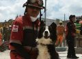 Se extravió perro del Cuerpo de Bomberos de Yucatán: se trata de can entrenado para rescate y héroe del temblor de 2017 que afectó a la Ciudad de México