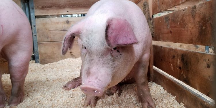 Fiebre Porcina Africana avanza de manera inexorable en Europa, Corea del Norte, Corea del Sur, Laos, Camboya, China, Vietnam, Mongolia y África