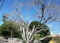 Removerán árbol muerto en plaza de Cholul por ser un riesgo para las personas, tras peticiones de vecinos