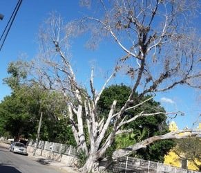 Removerán árbol muerto en plaza de Cholul por ser un riesgo para las personas, tras peticiones de vecinos