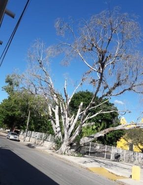 Removerán árbol muerto en plaza de Cholul por ser un riesgo para las personas, tras peticiones de vecinos