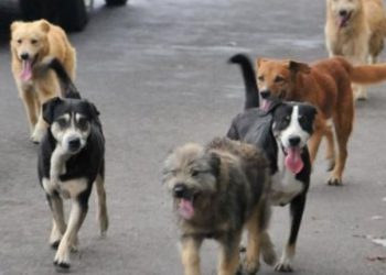 En 2019, fueron tres mil 700 los yucatecos hospitalizados por ataques de perros