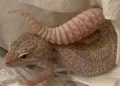 Asegura Guardia Nacional en el aeropuerto de Mérida dos reptiles vivos enviados desde Monterrey