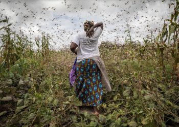 La situación de 23 millones de personas ya afectadas por el hambre está empeorando con la llegada de una devastadora plaga de langostas provocada por el cambio climático, advierte Oxfam