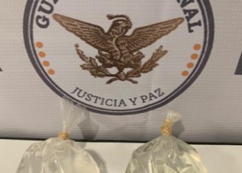 Rescata Guardia Nacional a dos anémonas de mar, especie bajo protección especial, en el aeropuerto de Mérida