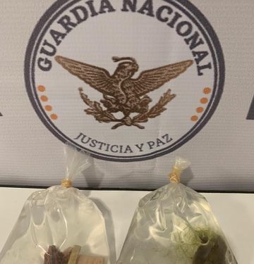 Rescata Guardia Nacional a dos anémonas de mar, especie bajo protección especial, en el aeropuerto de Mérida