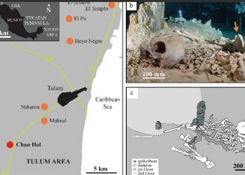 Cráneo probablemente de mujer fue hallado en cueva sumergida en Tulum: tendría unos 9900 años y revela la probable existencia de dos grupos humanos viviendo en México en la época / Las cuevas han sido saqueadas