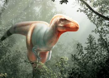 En Alberta, Canadá, descubrieron los fósiles de un primo del Tyrannosaurus rex: el “segador de la muerte”