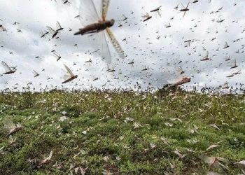 La peor invasión de langostas en décadas amenaza cultivos y seguridad alimentaria en Kenia, Etiopía y Somalia / Los enjambres continúan migrando, advierte la FAO