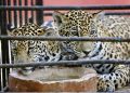 Albergue y cuidados temporales que salvaron la vida de dos cachorros de jaguar en el Centenario en Mérida