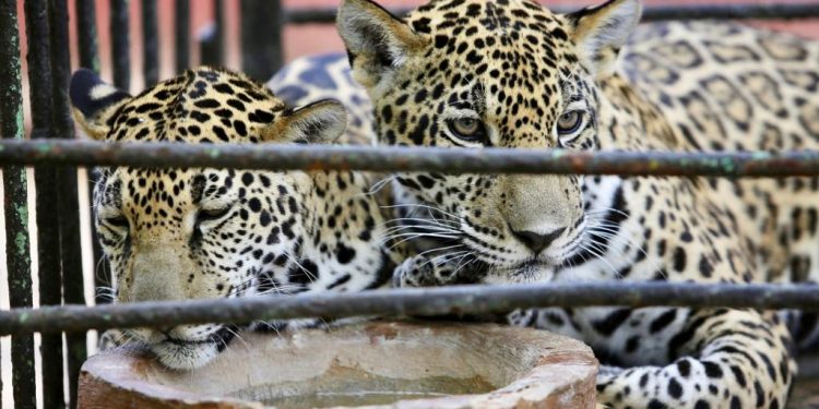 Albergue y cuidados temporales que salvaron la vida de dos cachorros de jaguar en el Centenario en Mérida