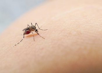 Sin dengue en la Península de Yucatán, durante la semana pasada