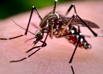 Sin defunciones por Dengue a pesar de aumento