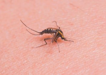 Nulo crecimiento del dengue en la Península de Yucatán, la semana pasada