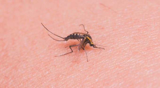 Nulo crecimiento del dengue en la Península de Yucatán, la semana pasada