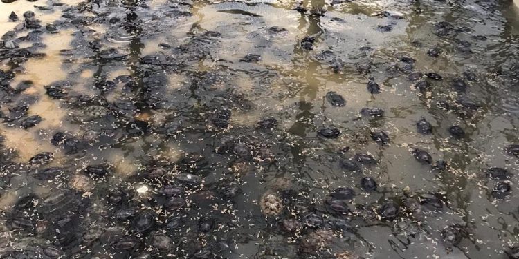 Profepa asegura precautoriamente más de 15 mil tortugas que pretendían exportarse de manera ilegal a China desde el Aeropuerto de la Ciudad de México