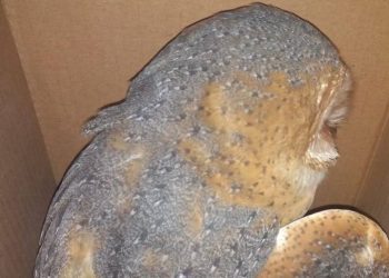 Vecinos de la hacienda Subincancab del municipio de Timucuy ,Yucatán, agredieron a pedradas a una lechuza con el argumento de que “es un ave de mal agüero” / Jóvenes la rescataron mal herida