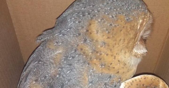 Vecinos de la hacienda Subincancab del municipio de Timucuy ,Yucatán, agredieron a pedradas a una lechuza con el argumento de que “es un ave de mal agüero” / Jóvenes la rescataron mal herida