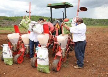 Productores del sur de Yucatán reciben 190 toneladas de semillas de soya “para reactivar la economía rural ante las afectaciones por la contingencia sanitaria”