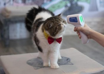 La mayoría de las prefecturas de Japón, excepto Tokio y otras siete, levantarán las restricciones de emergencia impuestas para combatir el coronavirus ante la disminución de la pandemia
