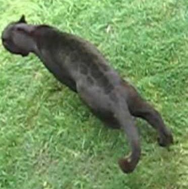 Avistan supuestamente a una pantera en zona residencial privada “Cabo Norte”, dice la administración