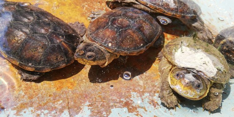 Aseguran 10 mil tortugas terrestres y las envían a Chetumal y Mérida