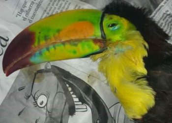 Ante ataques a fauna silvestre, urge nuevas medidas de protección en Yucatán