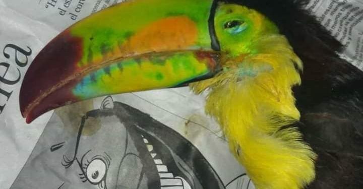 Ante ataques a fauna silvestre, urge nuevas medidas de protección en Yucatán