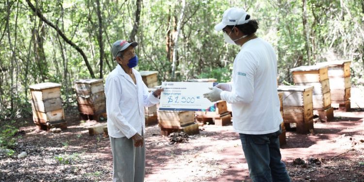 Más de 1,272 apicultores yucatecos de 83 municipios del interior del Estado reciben un apoyo económico por parte del gobierno estatal