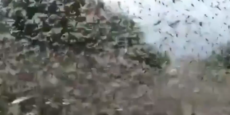 Destina Agricultura 25 millones de pesos para proteger cultivos de la plaga langosta voladora