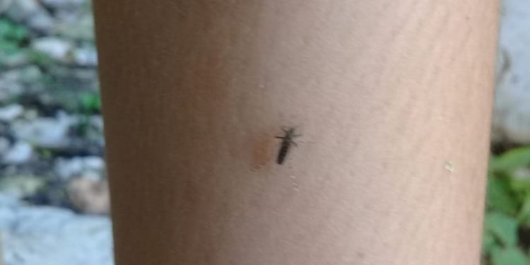 “El mosco negro” proviene de la Ciénega de Progreso: UADY