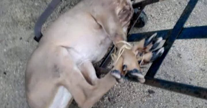 Farmacéutica Marzam responde tras muerte de venado en sus instalaciones: hay avances en el caso y asegura / 4 colaboradores presuntamente involucrados directamente en el hecho, incluyendo el gerente de la sucursal, han sido separados de la empresa