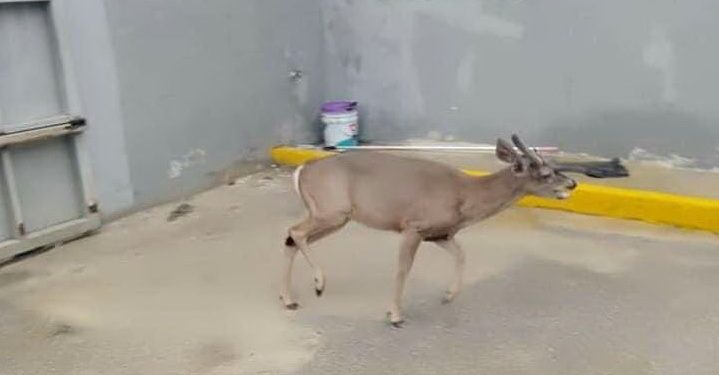 El Ayuntamiento de Umán denuncia la muerte de un venado ante la Profepa luego de denuncias de vecinos: fue cazado y muerto en la empresa Marzam Distribución por empleados