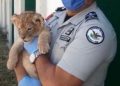 Guardia Nacional ha rescatado y puesto a disposición de la PROFEPA 456 animales en peligro de extinción y protección especial, entre los que destacan un cachorro de tigre de bengala blanco, un cachorro de león africano y un búho cornudo, según informa