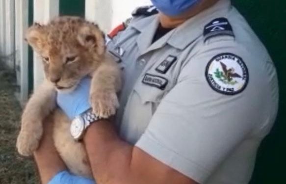Guardia Nacional ha rescatado y puesto a disposición de la PROFEPA 456 animales en peligro de extinción y protección especial, entre los que destacan un cachorro de tigre de bengala blanco, un cachorro de león africano y un búho cornudo, según informa