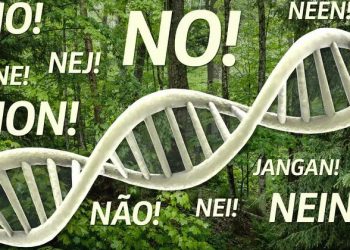 Rechazamos la manipulación genética de los bosques, dice la organización ambientalista “Salva la Selva” / Científicos han manipulado el genoma del castaño americano para hacerlo resistente a la plaga que casi aniquiló la especie a principios del siglo XX y pretenden liberarlo