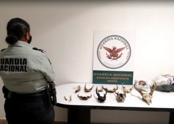 Durante una inspección de la Guardia Nacional en el área de equipaje documentado en el Aeropuerto Internacional de Mérida, se aseguraron 11 piezas procedentes de ciervos: hueso de cuernos y miembros inferiores con pelo y carne sin documentación