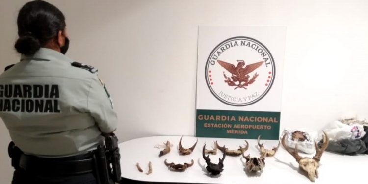 Durante una inspección de la Guardia Nacional en el área de equipaje documentado en el Aeropuerto Internacional de Mérida, se aseguraron 11 piezas procedentes de ciervos: hueso de cuernos y miembros inferiores con pelo y carne sin documentación