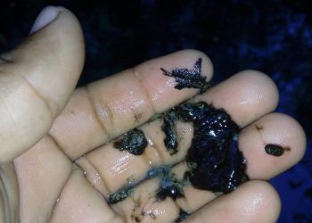 Se han detectado contaminantes orgánicos persistentes y emergentes en el acuífero costero de Yucatán, como plaguicidas organoclorados y organofosforados, hidrocarburos alifáticos y aromáticos, esteroles fecales, contaminantes volátiles y principios activos de productos empleados para el cuidado personal, dice la UNAM