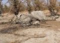 Desastre ambiental: mueren centenares de elefantes en Botswana en la reserva del Okavango sin que se sepa la causa