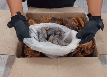 La fiebre del pepino de mar se extiende a las farmaceúticas / En Europa, se utiliza al pepino de mar y sus propiedades químicas para tratar el cáncer