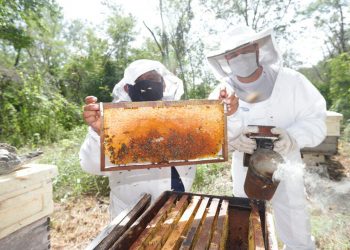 El Ayuntamiento de Mérida continúa con la entrega de apoyos del programa emergente “Manos al Campo”, con el propósito de ayudar al progreso de las familias meridanas que trabajan en la zona rural