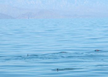La vaquita marina se encuentra en riesgo por vivir en la misma zona que la totoaba, un pez de población también mermada y en peligro por tener una vejiga natatoria de gran valor en el mercado chino / Estados Unidos y China deben colaborar para detener tráfico
