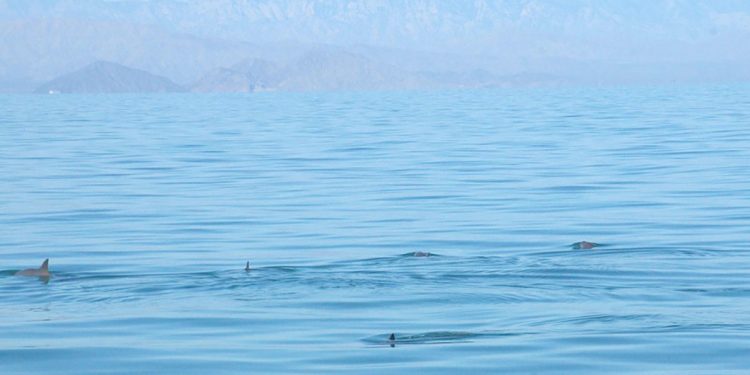 La vaquita marina se encuentra en riesgo por vivir en la misma zona que la totoaba, un pez de población también mermada y en peligro por tener una vejiga natatoria de gran valor en el mercado chino / Estados Unidos y China deben colaborar para detener tráfico