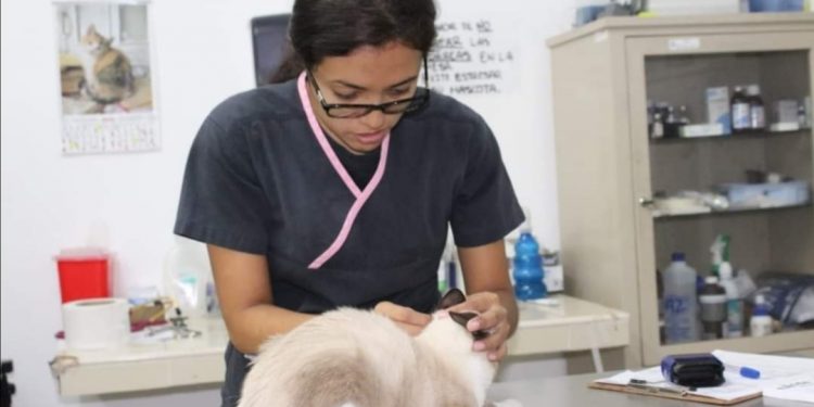 A partir de este lunes 17 reanuda servicios el Módulo Veterinario del Ayuntamiento de Mérida: atenderá 10 mascotas al día / Se proporcionarán consultas generales, aplicación de vacunas, desparasitaciones, curaciones y valoraciones